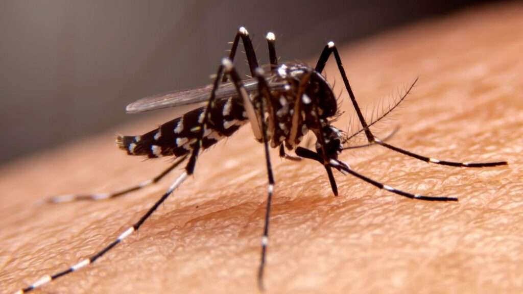 Close up image of a mosquito biting skin